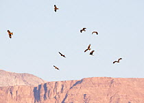 Black Kites (Milvus migrans) above arid mountainside. Israel, March.