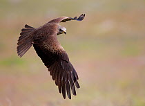 Black Kite (Milvus migrans) in flight. Spain, April.