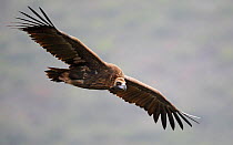 Black Vulture (Aegypius monachus) in flight. Spain, December.