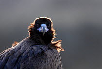 Portrait of a Black Vulture (Aegypius monachus). Spain, December.