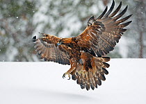 Golden Eagle (Aquila chrysaetos) flying low over snow with talons brandished. Kuusamo, Finland, February.
