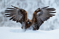 Golden Eagle (Aquila chrysaetos) landing in snow. Kuusamo, Finland, February.