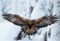 Golden Eagle (Aquila chrysaetos) flying in front of snow-bound trees. Kuusamo, Finland, February.