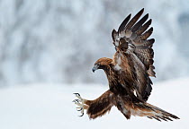 Golden Eagle (Aquila chrysaetos) pouncing in flight with claws brandished. Kuusamo, Finland, February.