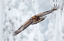 Golden Eagle (Aquila chrysaetos) in flight with curled primary feathers against a snowy background. Kuusamo, Finland, February.