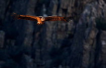 Griffon Vulture (Gyps fulvus) in flight, side-lit by afternoon sun. Spain, December.