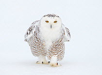 Snowy Owl (Bubo scandiaca) walking over snow. Canada, February.