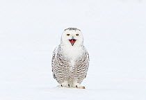 Snowy Owl (Bubo scandiaca) with its beak open. Canada, February.