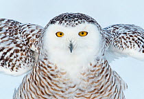 Portrait of a Snowy Owl (Bubo scandiaca). Canada, January.