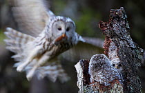 Ural Owl (Strix uralensis) bringing rodent prey to her chicks in a hollow tree-stump. Kuusamo, Finland, May.