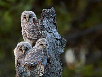 Ural Owl (Strix uralensis) chicks perched on (and camouflaged against) a dead tree stump. Kuusamo, Finland, May.