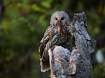Ural Owl (Strix uralensis) with rodent prey perched abover her camouflaged chicks. Kuusamo, Finland, May.