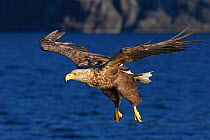 White-tailed Eagle (Halaeetus albicilla) in flight over water. Norway, Europe.