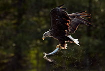 White-tailed Eagle (Haliaeetus albicilla) in flight with a fish it has just caught. Norway, July.