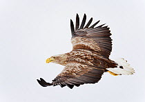 White-tailed Eagle (Haliaetos albicilla) in flight. Lokka, Finland, April.