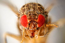Wild Common fruit fly (Drosophila melanogaster)Vienna Drosophila RNAi Center, Institute of Molecular Pathology, Austria [focus staking]