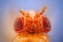Common Fruit Fly (Drosophila melanogaster) showing Antennapedia mutation (legs instead of antennae growing from the head). The mutation is used as a genetic marker, Vienna Drosophila RNAi Center, Inst...