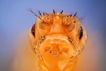 Common fruit fly (Drosophila melanogaster) showing Stubble (hairs shorter and thicker) and Drop (very small eyes) mutations. Mutations used as genetic markers. Vienna Drosophila RNAi Center, Institute...