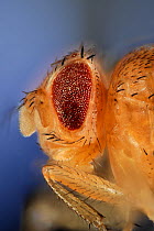 Common fruit fly (Drosophila melanogaster) showing Stubble mutation (hairs are shorter and thicker than wild type) and If mutation (irregular facets, a dominant mutation that results in small eyes wit...