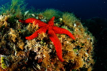 Red starfish (Echinaster sepositus) San Pietro Island, Sardinia, Italy, Mediterranean, July