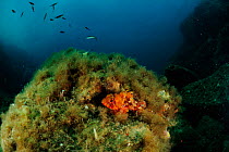 Black scorpionfish (Scorpaena porcus) San Pietro Island, Sardinia, Italy, Mediterranean, July