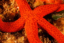 Red starfish (Echinaster sepositus) San Pietro Island, Sardinia, Italy, Mediterranean, July
