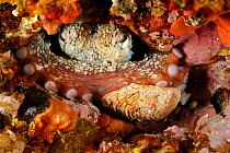 Octopus (Octopus vulgaris) camouflaged, resting, San Pietro Island, Sardinia, Italy, Mediterranean, July