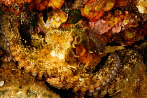 Octopus (Octopus vulgaris) camouflaged, San Pietro Island, Sardinia, Italy, Mediterranean, July