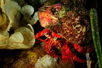 Hermit crab (Dardanus arrosor) and Parasitic anemone (Calliactis parasitica) San Pietro Island, Sardinia, Italy, Mediterranean, July