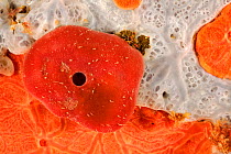 Sponges: top (Phorbas Tenacior); middle Stony sponge (Petrosia ficiformis); Bottom (Spirastrella cunctatrix) San Pietro Island, Sardinia, Italy, Mediterranean, July