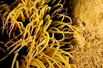 Snakelocks anemone (Anemonia viridis / sulcata) San Pietro Island, Sardinia, Italy, Mediterranean, July