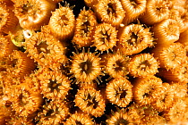 Hard coral (Cladocora caespitosa) the main native zooxantellate and constructional coral of the Mediterranean Sea, San Pietro Island, Sardinia, Italy, July