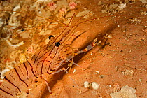 Common prawn (Palaemon serratus) San Pietro Island, Sardinia, Italy, Mediterranean, July