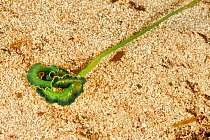 Green Spoonworm (Bonellia viridis) San Pietro Island, Sardinia, Italy, Mediterranean, July