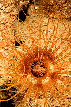 Tube anemone (Cerianthus membranaceus) San Pietro Island, Sardinia, Italy, Mediterranean, July