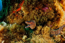 Mediterranean moray eel (Muraena helena) on coral reef, San Pietro Island, Sardinia, Italy, Mediterranean, July
