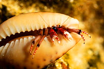 Hermit crab (Paguroidea) emerging from shell, San Pietro Island, Sardinia, Italy, Mediterranean, July