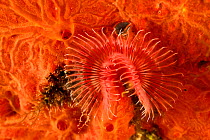Red tube worm (Serpula vermicularis) San Pietro Island, Sardinia, Italy, Mediterranean, July