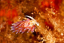 Nudibranch (Cratena peregrina) San Pietro Island, Sardinia, Italy, Mediterranean, July