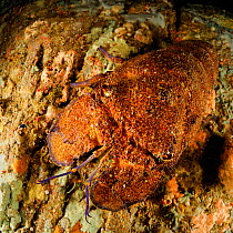 Mediterranean slipper / Spanish lobster (Scyllarides latus) San Pietro Island, Sardinia, Italy, Mediterranean, July