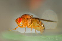 Wild Common fruit fly (Drosophila melanogaster) Vienna Drosophila RNAi Center, Institute for Molecular Pathology, Austria  [focus stacking]