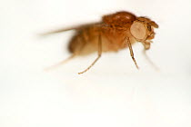Common fruit fly (Drosophila melanogaster) White type mutant (eyes lack pigmentation and appear white) laboratory culture.  Vienna Drosophila RNAi Center, Institute for Molecular Pathology, Austria
