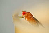 Wild type Common fruit fly (Drosophila melanogaster) laboratory culture,  Vienna Drosophila RNAi Center, Institute for Molecular Pathology, Austria
