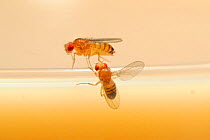 Wild type Common fruit flies (Drosophila melanogaster) laboratory culture, pair in courtship, male fly (below) singing to the female during courtship using his wings to generate sound. Vienna Drosophi...