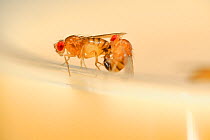 Wild type Common fruit flies (Drosophila melanogaster) laboratory culture, mating pair, Vienna Drosophila RNAi Center, Institute for Molecular Pathology, Austria