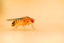 Wild type Common fruit fly (Drosophila melanogaster) laboratory culture, Vienna Drosophila RNAi Center, Institute for Molecular Pathology, Austria