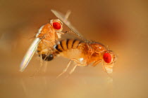 Wild type Common fruit flies (Drosophila melanogaster) laboratory culture, mating pair, Vienna Drosophila RNAi Center, Institute for Molecular Pathology, Austria