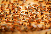 Laboratory culture of Wild type Common fruit flies (Drosophila melanogaster) Vienna Drosophila RNAi Center, Institute for Molecular Pathology, Austria