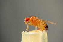 Wild type Common fruit fly (Drosophila melanogaster) from laboratory culture, Vienna Drosophila RNAi Center, Institute for Molecular Pathology, Austria