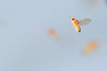 Wild type Common fruit fly (Drosophila melanogaster) laboratory culture, female in flight, Vienna Drosophila RNAi Center, Institute for Molecular Pathology, Austria